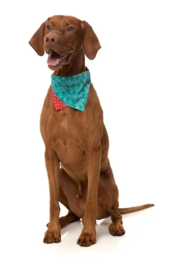 FuzzYard Tree Rex - Bandana