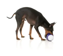 FuzzYard Trick or Treat Seltzers (2pk) - Dog Toy