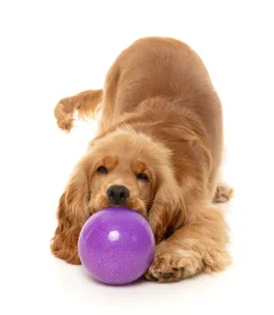 FuzzYard Truth Tellin' Treat Ball - Interactive Chew Toy