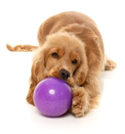 FuzzYard Truth Tellin' Treat Ball - Interactive Chew Toy