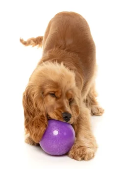 FuzzYard Truth Tellin' Treat Ball - Interactive Chew Toy