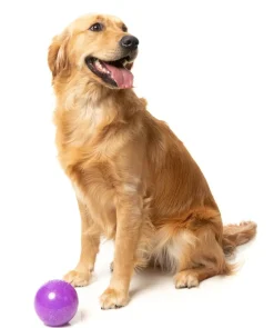 FuzzYard Truth Tellin' Treat Ball - Interactive Chew Toy