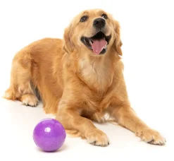 FuzzYard Truth Tellin' Treat Ball - Interactive Chew Toy