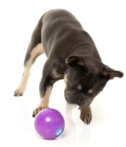 FuzzYard Truth Tellin' Treat Ball - Interactive Chew Toy