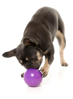 FuzzYard Truth Tellin' Treat Ball - Interactive Chew Toy