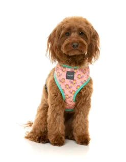 FuzzYard Two-Cans - Harness