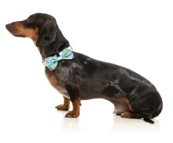 FuzzYard Wakey Wakey - Bowtie