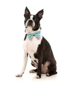 FuzzYard Wakey Wakey - Bowtie