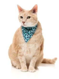 FuzzYard Wild One Aqua - Cat Fashion Pack