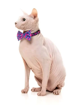 FuzzYard Wild One Bubblegum - Cat Fashion Pack