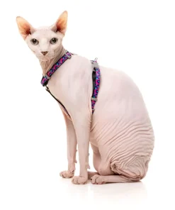 FuzzYard Wild One Bubblegum - Cat Walking Set