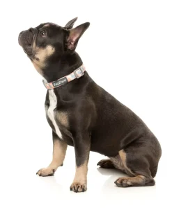 FuzzYard Yazd - Dog Collar