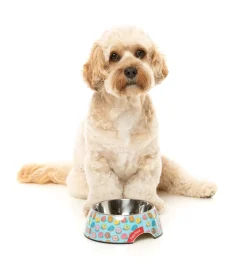 FuzzYard You Drive Me Glazy - Easy Feeder Bowl