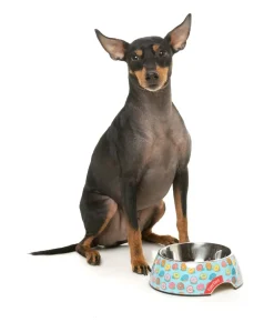 FuzzYard You Drive Me Glazy - Easy Feeder Bowl