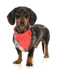 FuzzYard You Drive Me Glazy Bandana