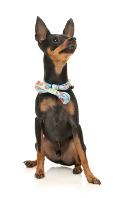 FuzzYard You Drive Me Glazy Bowtie